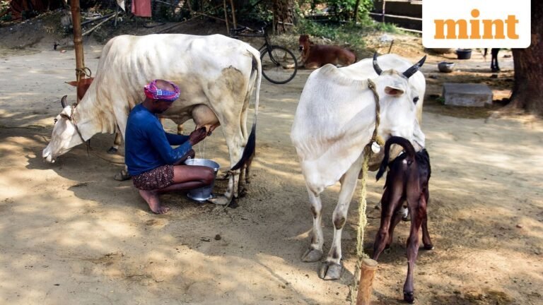 India-New Zealand Free Trade Agreement: How India plans to protect sensitive industries, farmers’ incomes, rural economies | Today’s news