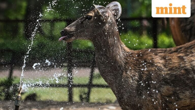 Supreme Court cites ecological limits to curb Hauz Khas deer, says only 38 left | Today’s news