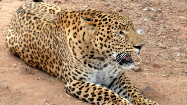 In 14 months, 149 leopards died in Madhya Pradesh; the main cause of accidents