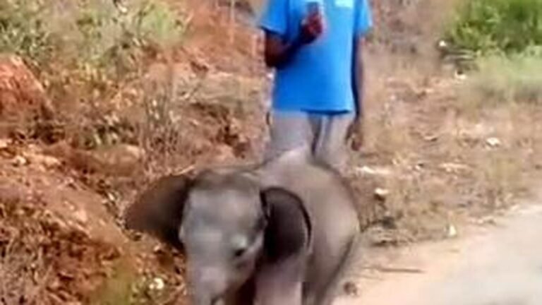 A baby elephant gets separated from the herd near Sirumugai