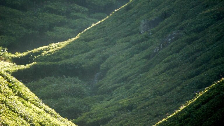 From the hills to the forests: Kerala summer is flying by