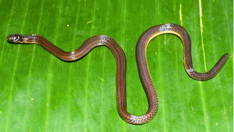 Meghalaya brings in a new burrowing reed snake
