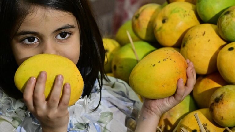 West Asia Crisis: Export Uncertainty Hits Karnataka Mango Growers, Expect Stable Prices
