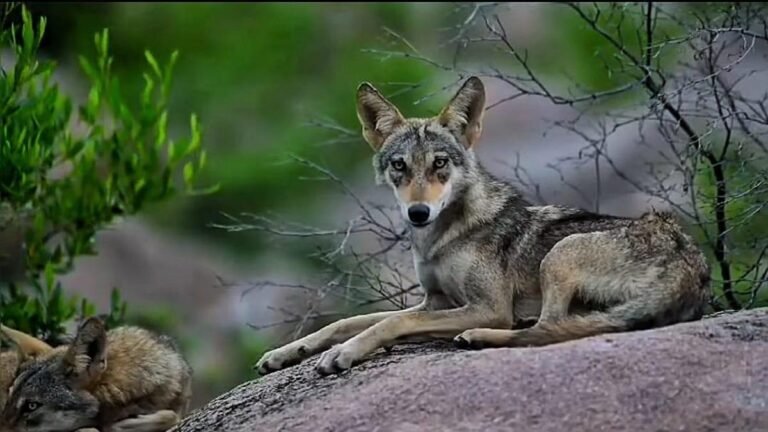 Koppal will change the way you think about nature conservation