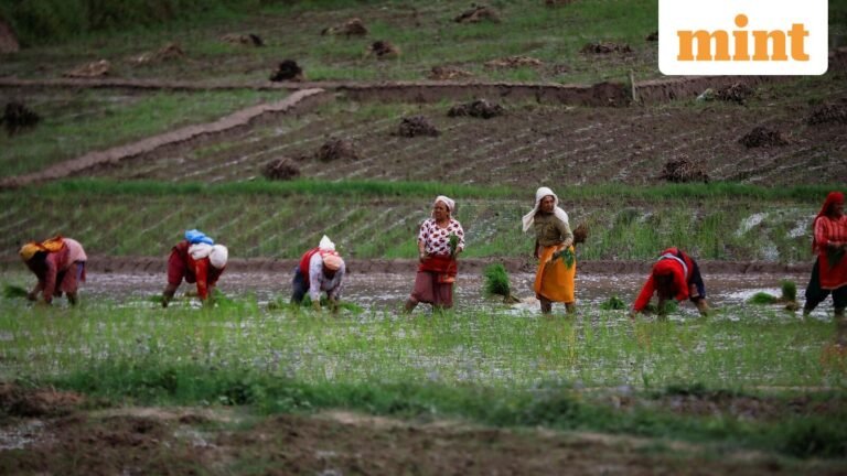 The area of ​​summer crops increases slightly; rice area decreases | Today’s news