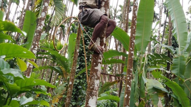 Farmers show less preference for tree planting approaches that create higher ecosystem services: Study