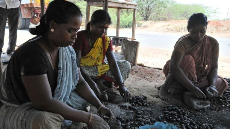 Cashew growers in Pudukottai are struggling with falling prices and low yields