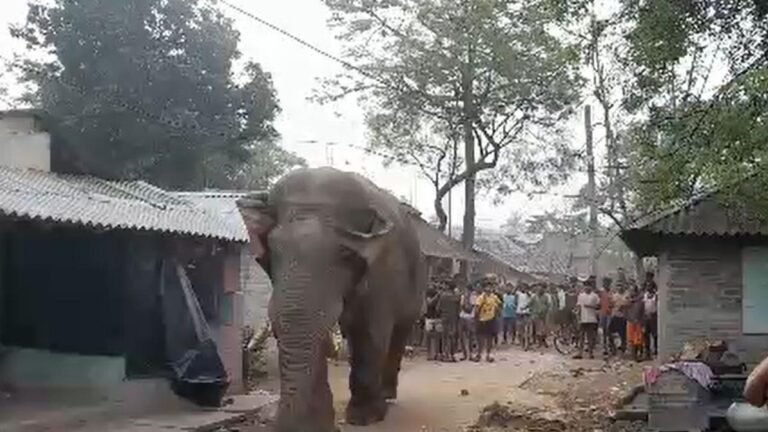 ‘Ramlal’ joins survey queue: Morning elephant visit adds twist to Bengal surveys