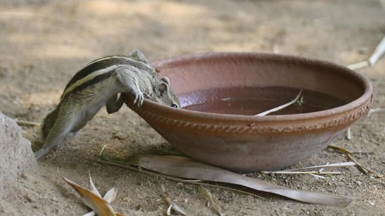 Hyderabad 2026 Summer Temperature Tracker | Maximum temperature 40.9°C on April 21
