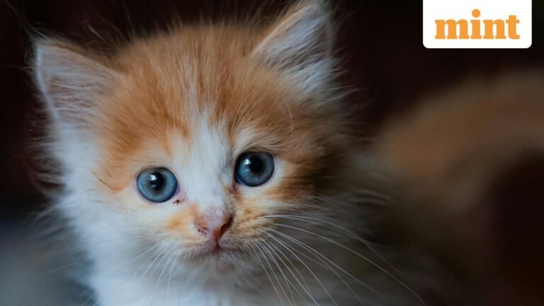 ‘More serious than US-Iran war’: Bangalore police resolve custody battle over four kittens; social media react | Today’s news