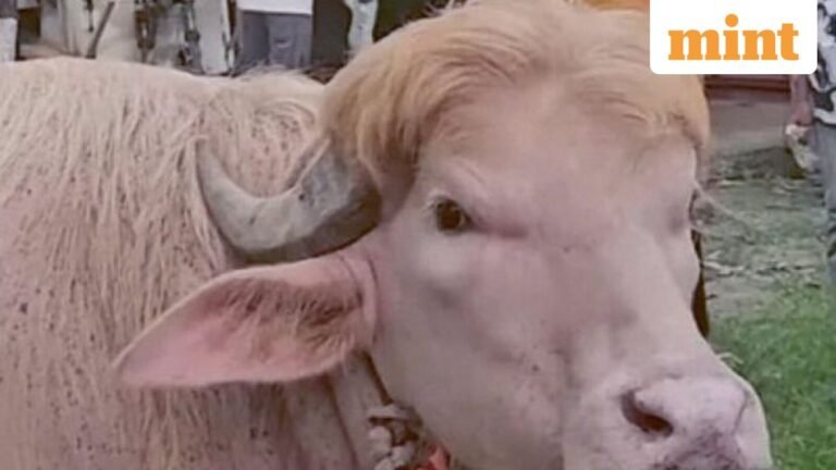 A buffalo with ‘Trump’ hair attracts visitors in Bangladesh before Bakrid – Watch | Today’s news