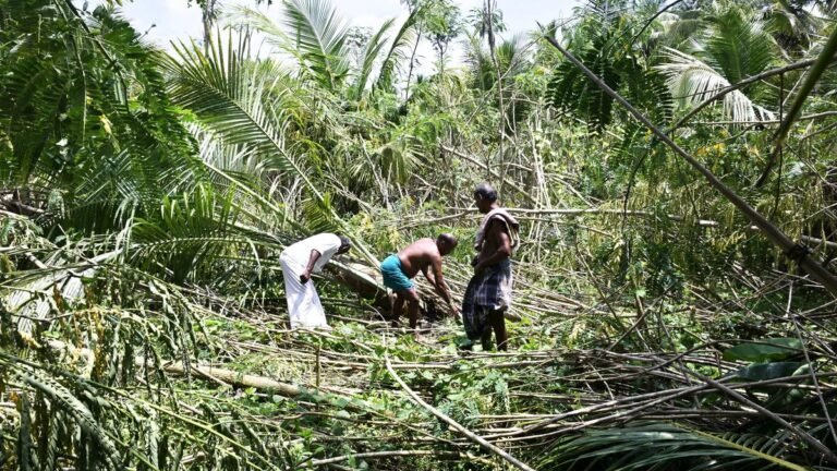 Madurai: Plight of betel leaf farmers Sholavandan unhappy as fields hit by gales