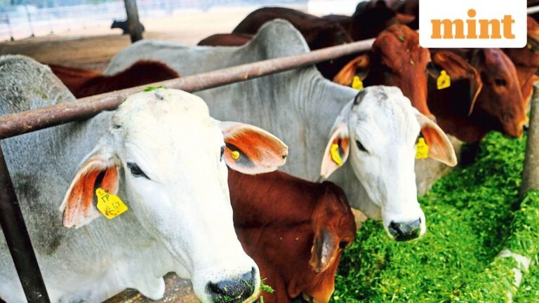 Supreme Court rejected urgent hearing of PIL seeking total ban on cow slaughter | Today’s news
