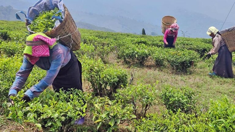 The ILO Tea Garden Workers Union is seeking restoration of their rights in West Bengal