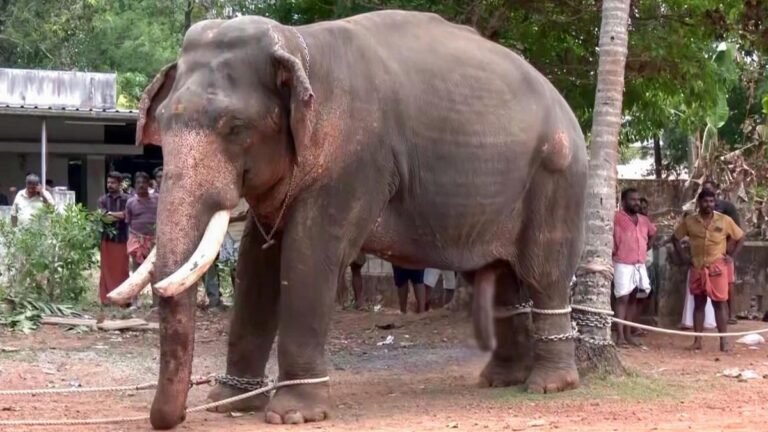 Elephant show rules are being flouted rampantly, an animal working group claims
