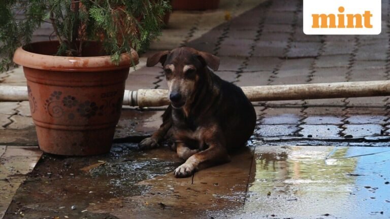 NGO seeks clarification on SC order on euthanasia, says ABC rules do not allow indiscriminate killing of strays | Today’s news