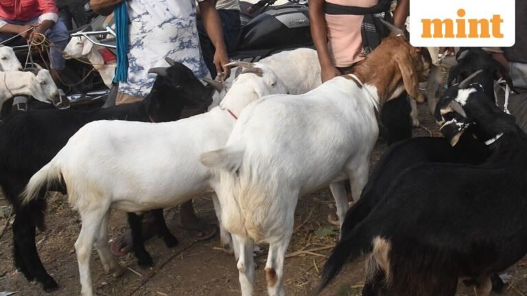 UP news: Varanasi authorities close decades-old goat market ahead of Eid-ul-Azha | Today’s news