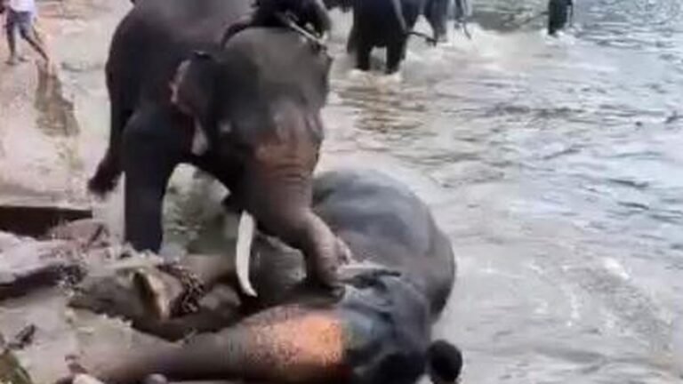 Tourist from Tamil Nadu dies after being caught in a clash between two elephants at Dubare Elephant Camp in Karnataka