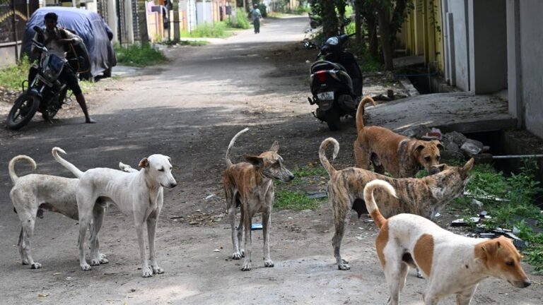 Stray dogs eat amputated limb at Vijayawada Government Hospital; probe ordered