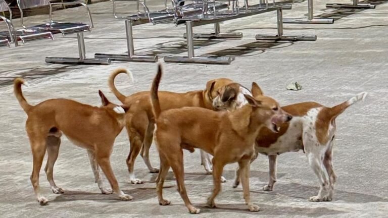 In four months, Tamil Nadu records 2.63 lakh dog bites, 17 deaths
