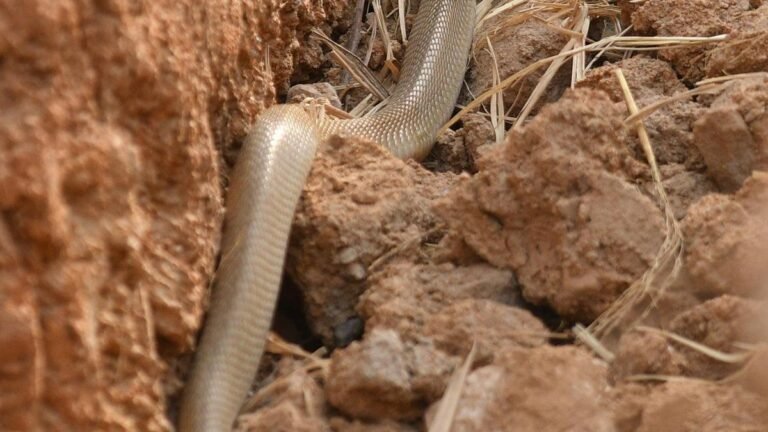 54% of the 55,467 snakes rescued in and around Hyderabad are venomous