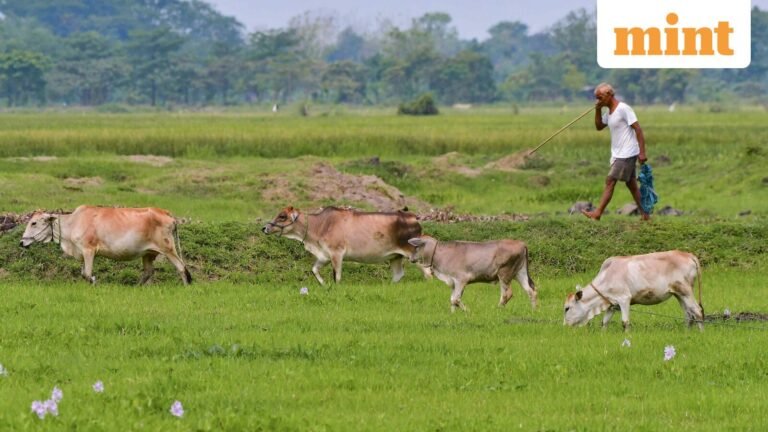 Explained | Cattle slaughter ban controversy in West Bengal; how new rules hit Eid cattle trade across state | Today’s news