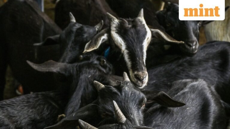 Bakrid 2026 Delhi Govt Guidelines: Sacrifice Cows, Cattle To Attract Crime – 5 Points You Should Know | Today’s news