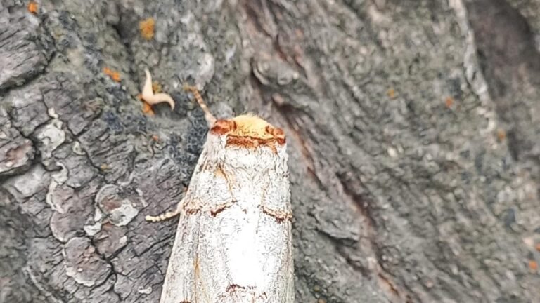 New invasive moth threatens Ladakh’s farming economy
