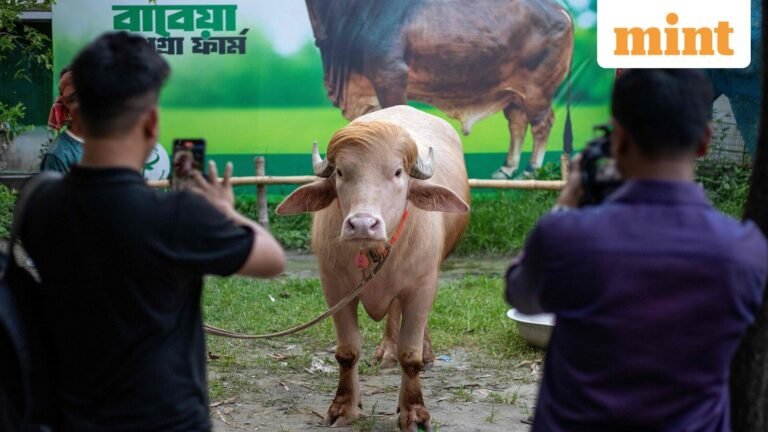 Meet Bangladesh’s viral ‘Donald Trump lookalike’ buffalo ready for Eid al-Adha sacrifice | Today’s news