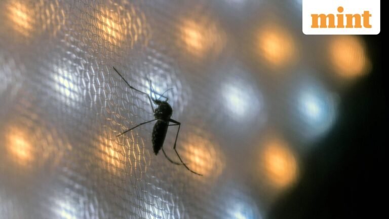 California mosquito buzz intensifies as Google plans to release 32 million insects: The reason may surprise you | Today’s news
