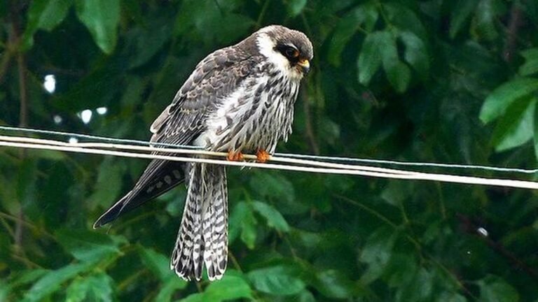 Satellite tagged Amur falcons returning from Africa about to cross India
