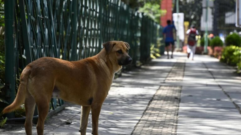 Central Corporation’s initiative to promote the adoption of stray dogs at Cubbon Park on May 3