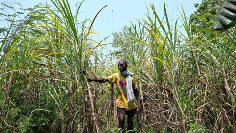 Koruvadi farmers in Anakapalli seek rectification of land records after re-survey of Jagananna