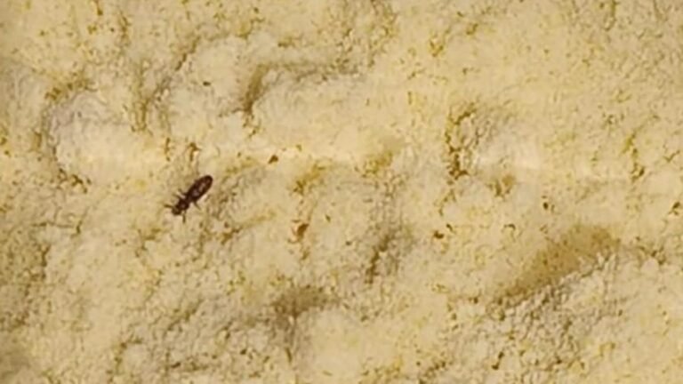 Pest infested flour, spoiled vegetables, meat waste found at Hyderabad’s Lulu Hypermarket during food safety check