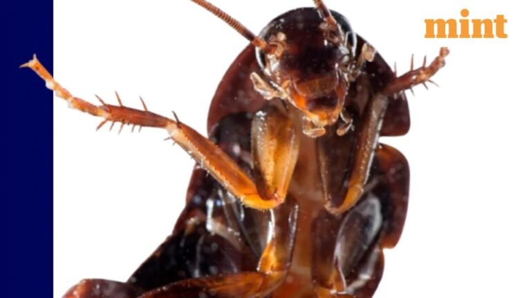 “The Wildest Digital Movement of the Year” or “Alternative to NOTA”: Cockroach Janta Party Takes Over the Internet | Today’s news