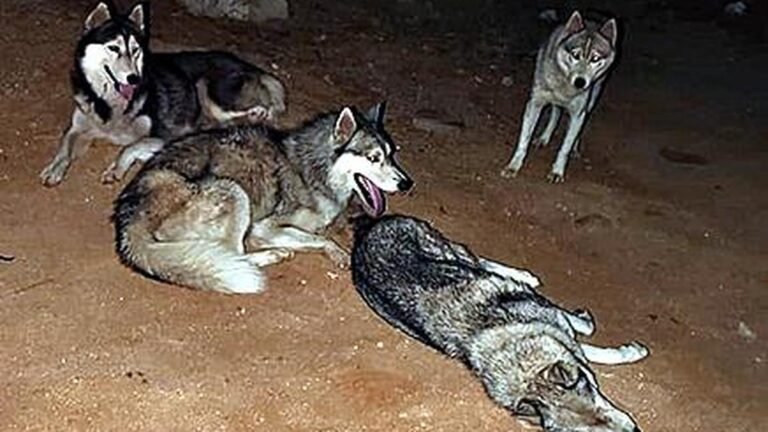 ‘No space, too old’: Four from Calvary Temple arrested for abandoning Siberian Huskies in suburban Hyderabad