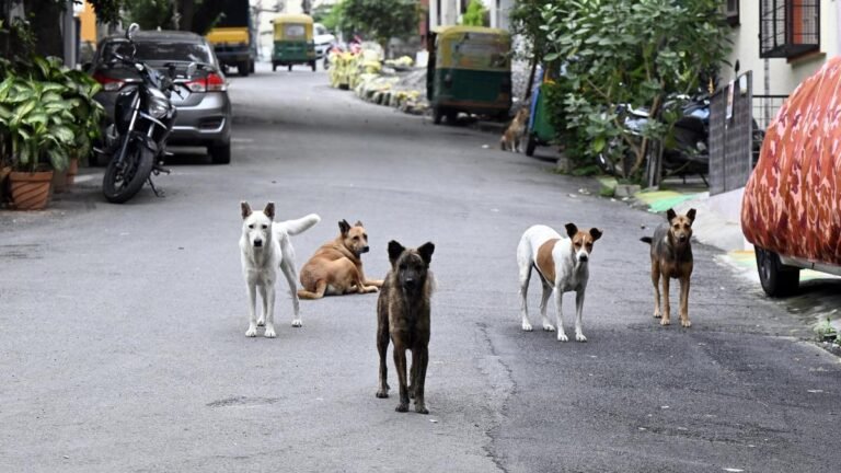 Stray dog ​​euthanasia: Bengaluru civic bodies to have separate committees