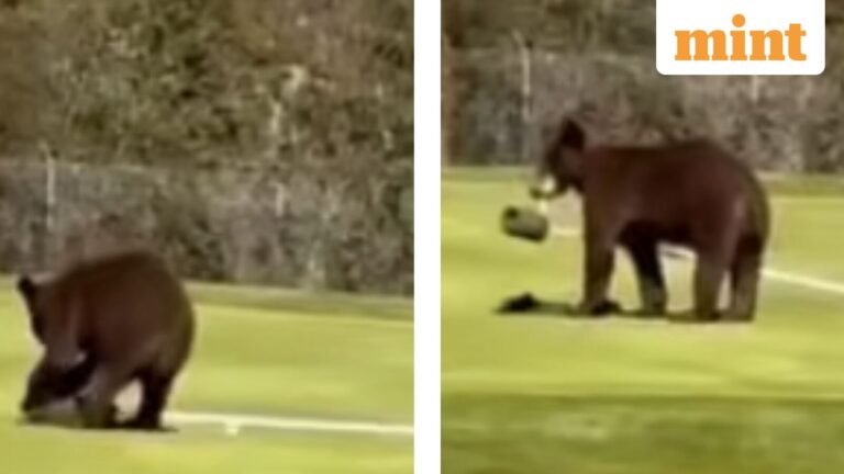 Watch: Bears enter Srinagar golf course and leave with flag. Omar Abdullah shared a video | Today’s news