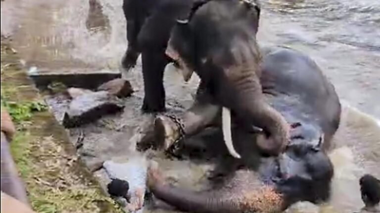 Dubare jumbo fight: Marthanda the elephant dies a day after the fatal encounter