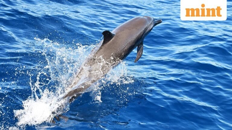 Hegseth denies Iran has ‘kamikaze dolphins’ – but is the US Navy using them? What are these trained war dolphins? | Today’s news
