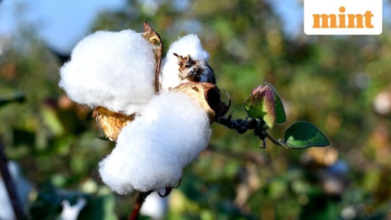 Mint explainer: how India’s ₹5,659 crore cotton productivity mission can transform textiles? | Today’s news