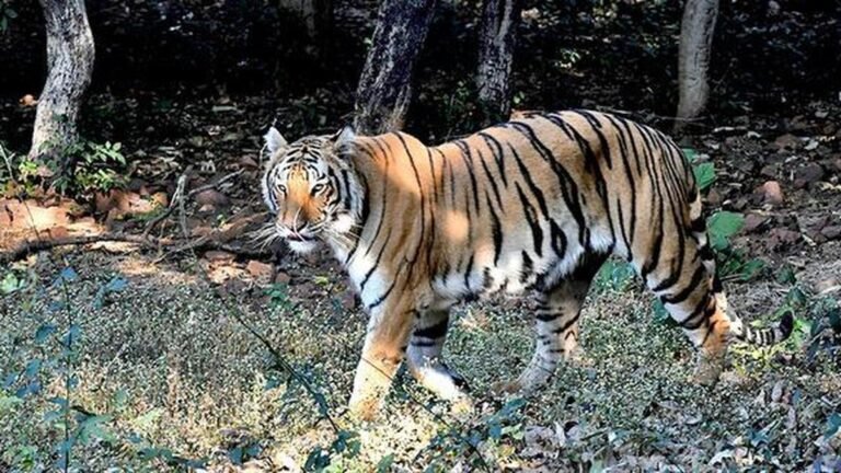 Tigresses, four cubs died in the Kanha Tiger Reserve in Madhya Pradesh