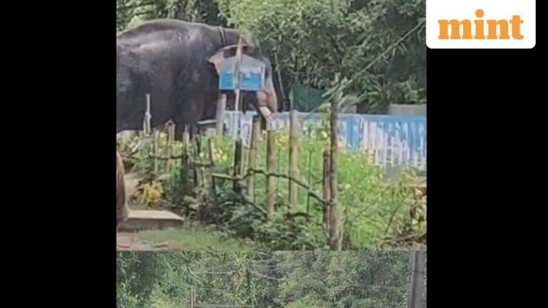 Kerala: Jumbo on rampage in Thrissur residential area, damaging houses and vehicles | Today’s news