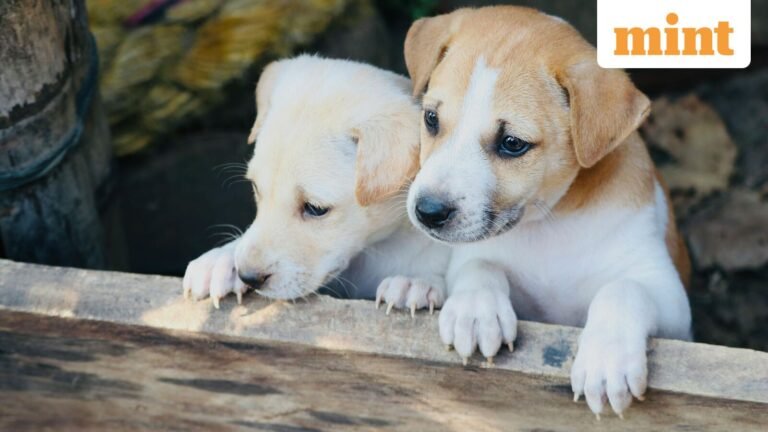 Chinese Proverb: “In times of peace it is better to be a dog than a man” | Today’s news
