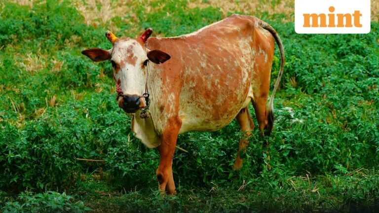 “Don’t perform cow sacrifices; never eat beef again”: Kolkata imam appeals to Muslims ahead of Bakra Eid 2026 | Today’s news