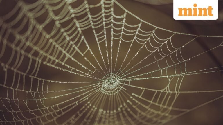 Ethiopian Proverb of the Day: ‘When webs come together they can bind a lion’ | Today’s news