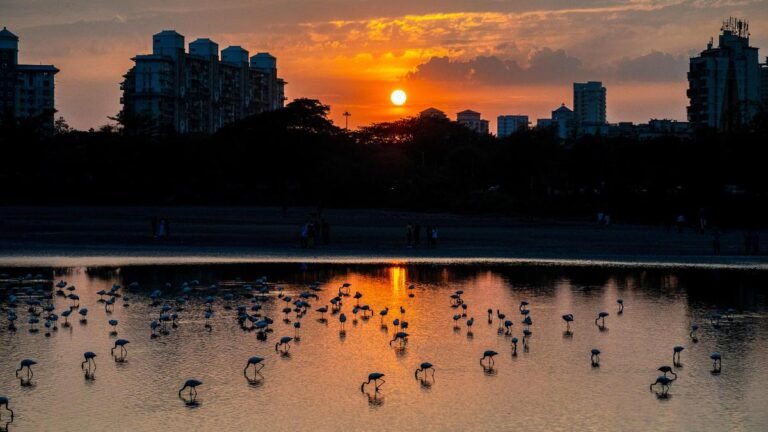 Polluted stream water entering Flamingo Lake DPS is a threat to Navi Mumbai wetlands: study