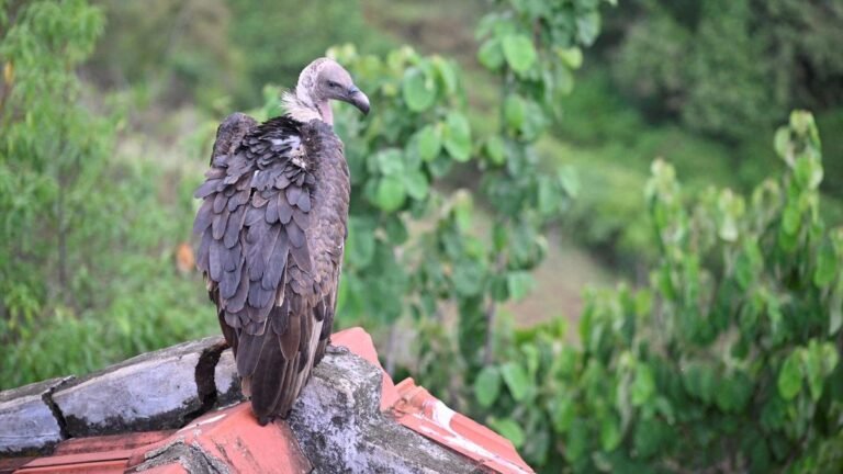 Radio-tagged griffon vulture dies of electrocution in Nilgiris