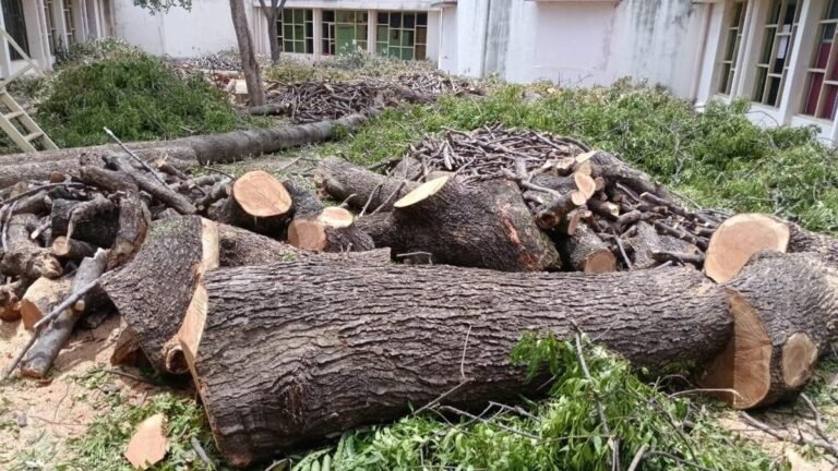 Trees worth crores illegally felled in Devakottai Government Hospital premises; the tahsildar orders a probe