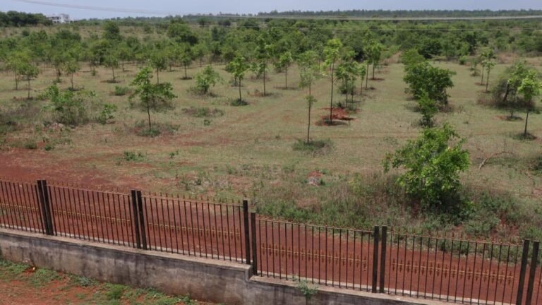 The barren land of Bidar has turned into a thriving green forest